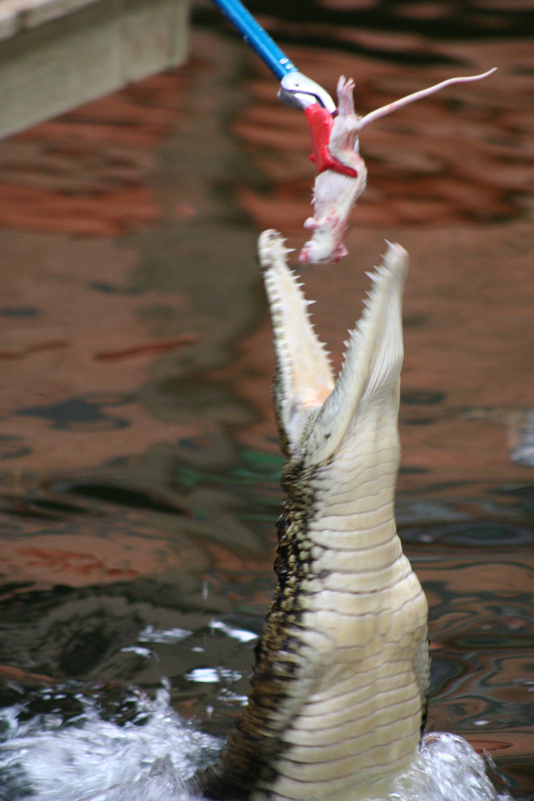 Southern Nile Crocodile @ Crocodiles of the World; 24.10.2014