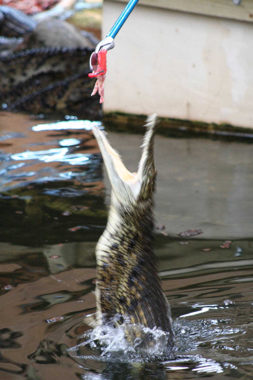 Southern Nile Crocodile @ Crocodiles of the World; 24.10.2014