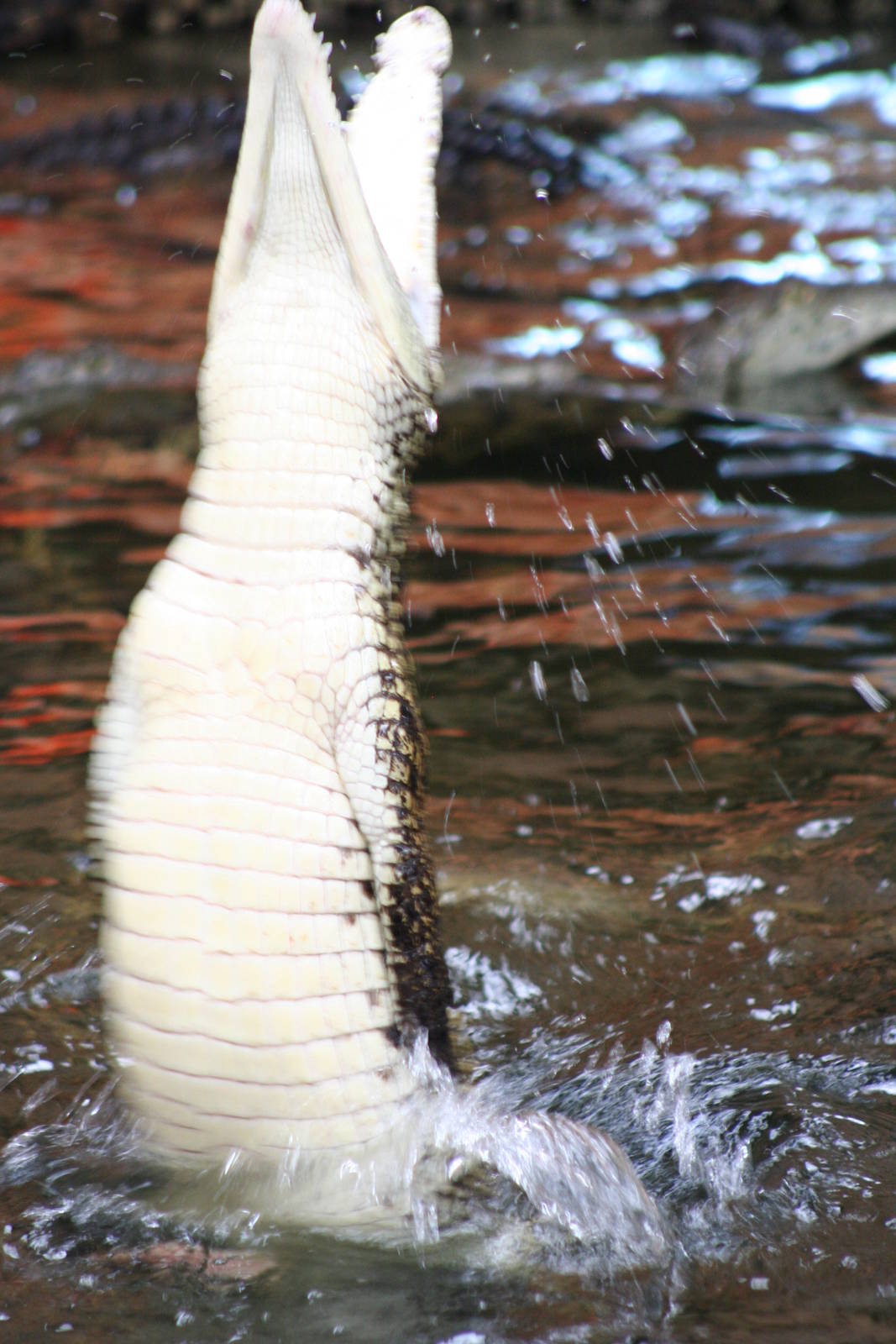 Southern Nile Crocodile @ Crocodiles of the World; 24.10.2014