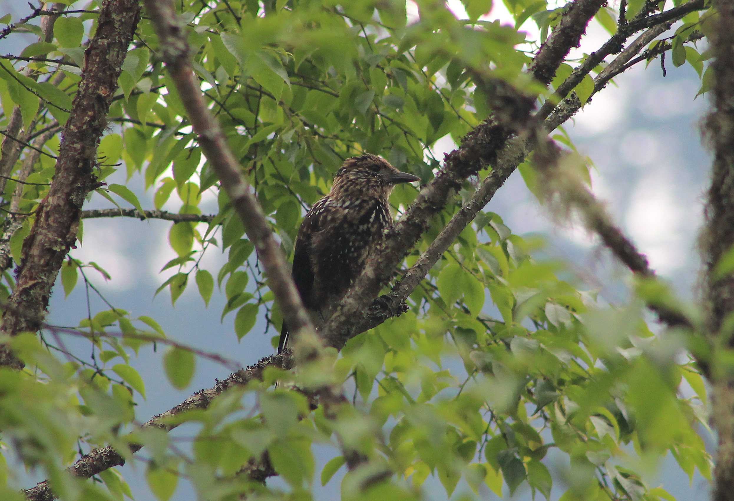 Southern Nutcracker (Nucifraga hemispila macella)