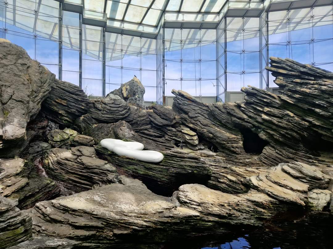 Southern Ocean, Inca Tern/Magelanic Penguin