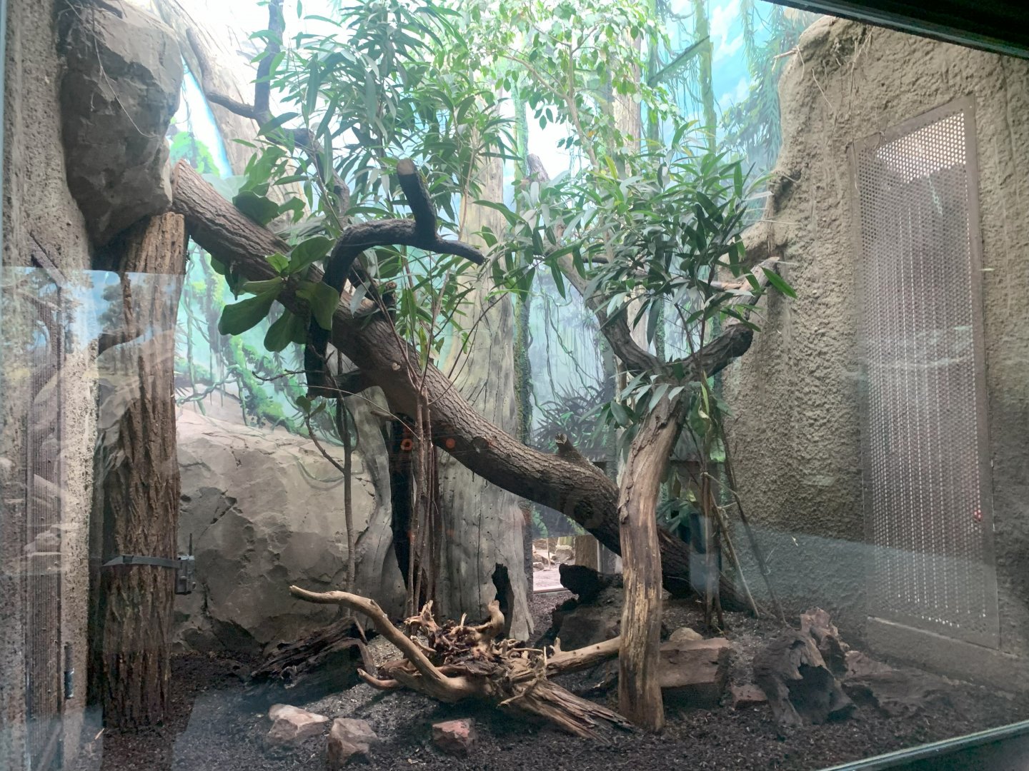 Southern Oncilla indoor enclosure