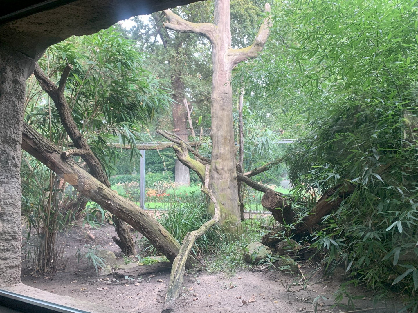 Southern Oncilla outdoor enclosure