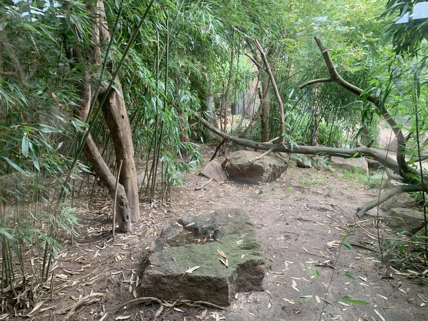 Southern Oncilla outdoor enclosure