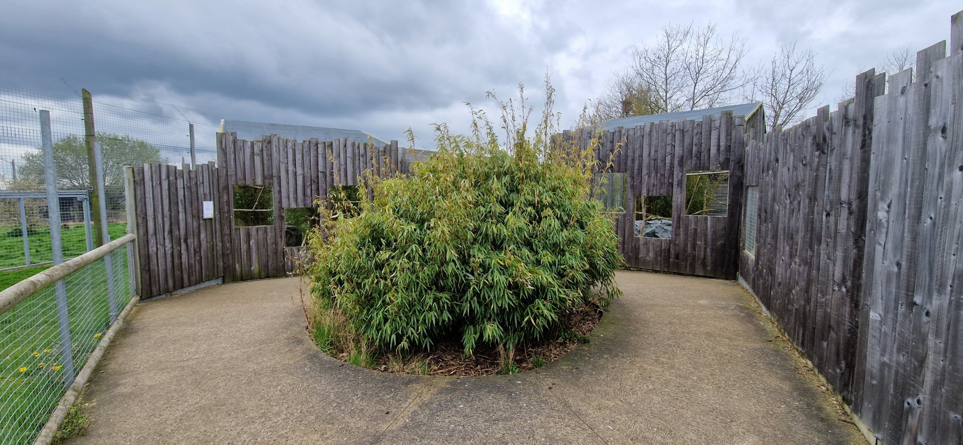 Southern Oncilla/ Rusty-spotted cat corner