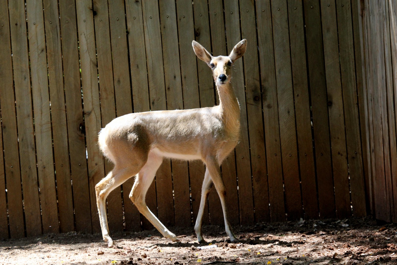 southern or common reedbuck (Redunca arundinum)
