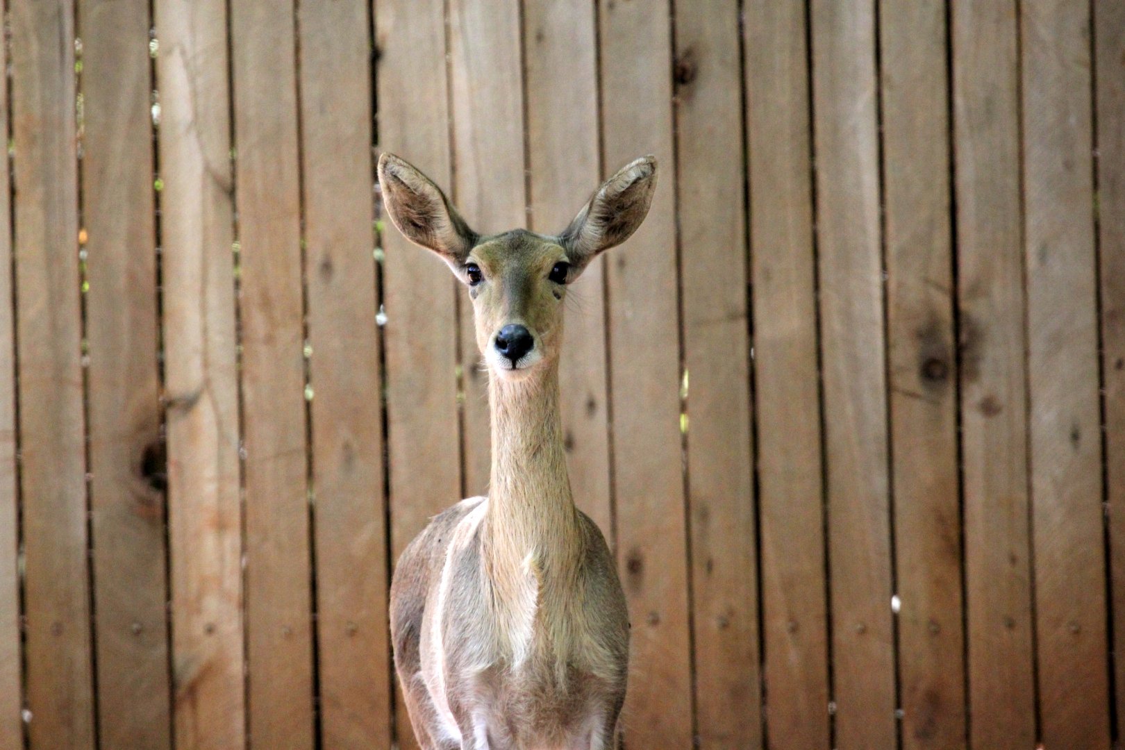 southern or common reedbuck (Redunca arundinum)