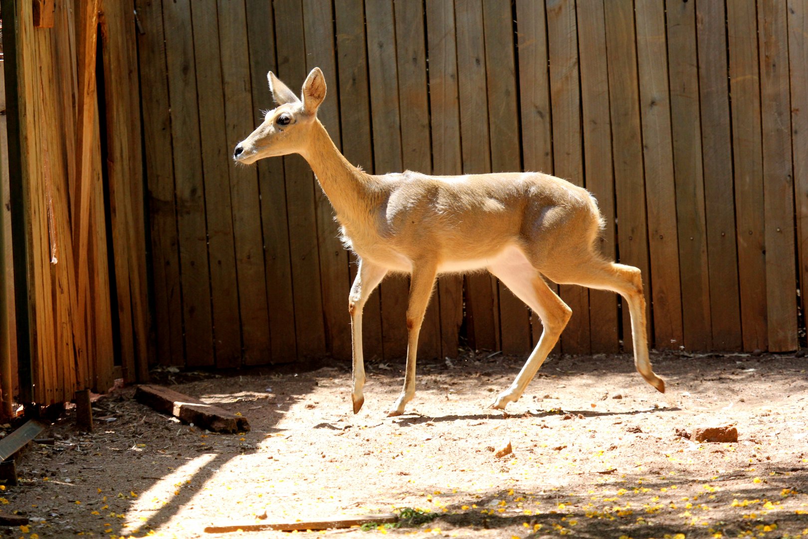 southern or common reedbuck (Redunca arundinum)