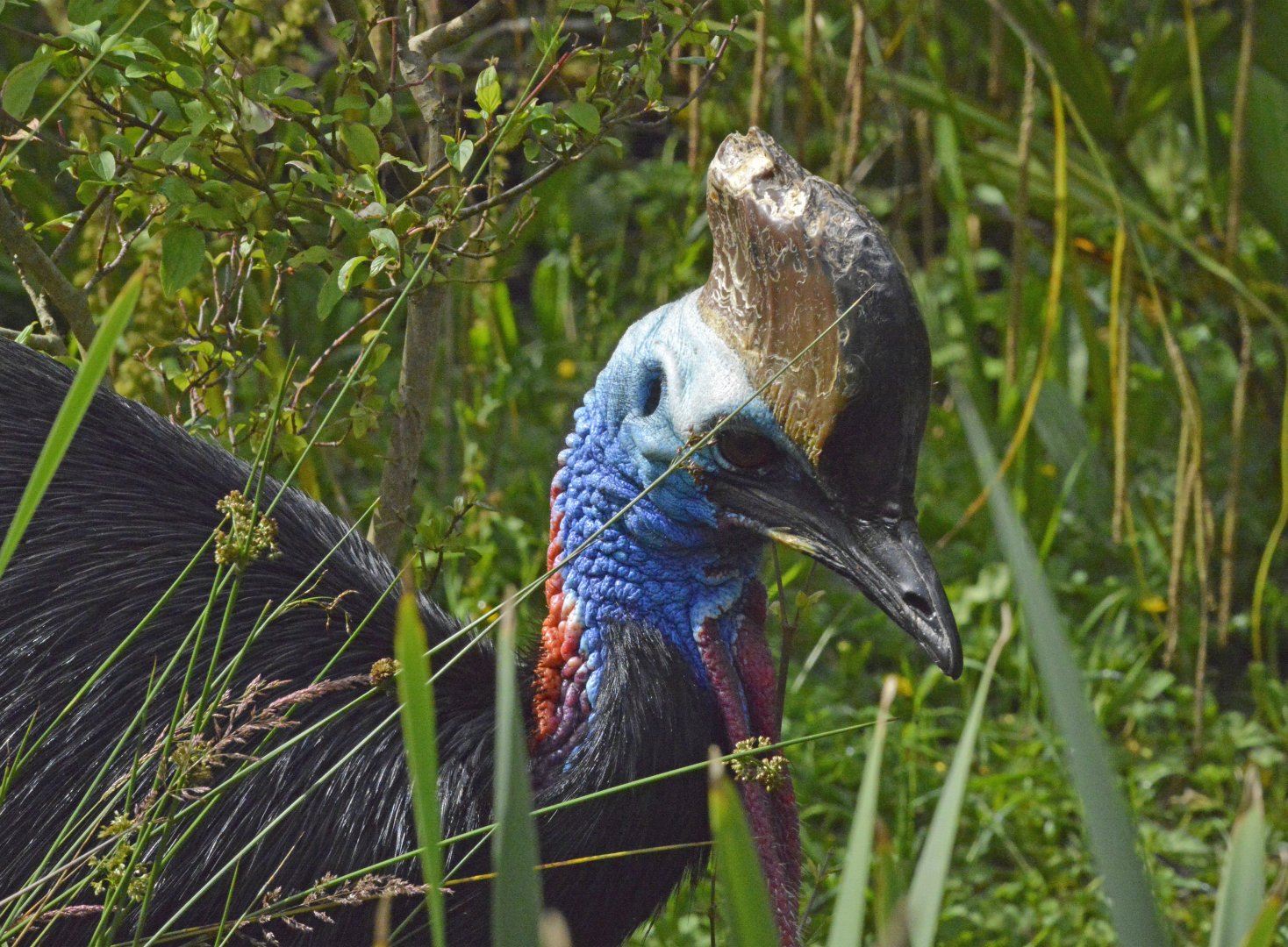 Southern or Double wattled cassowary
