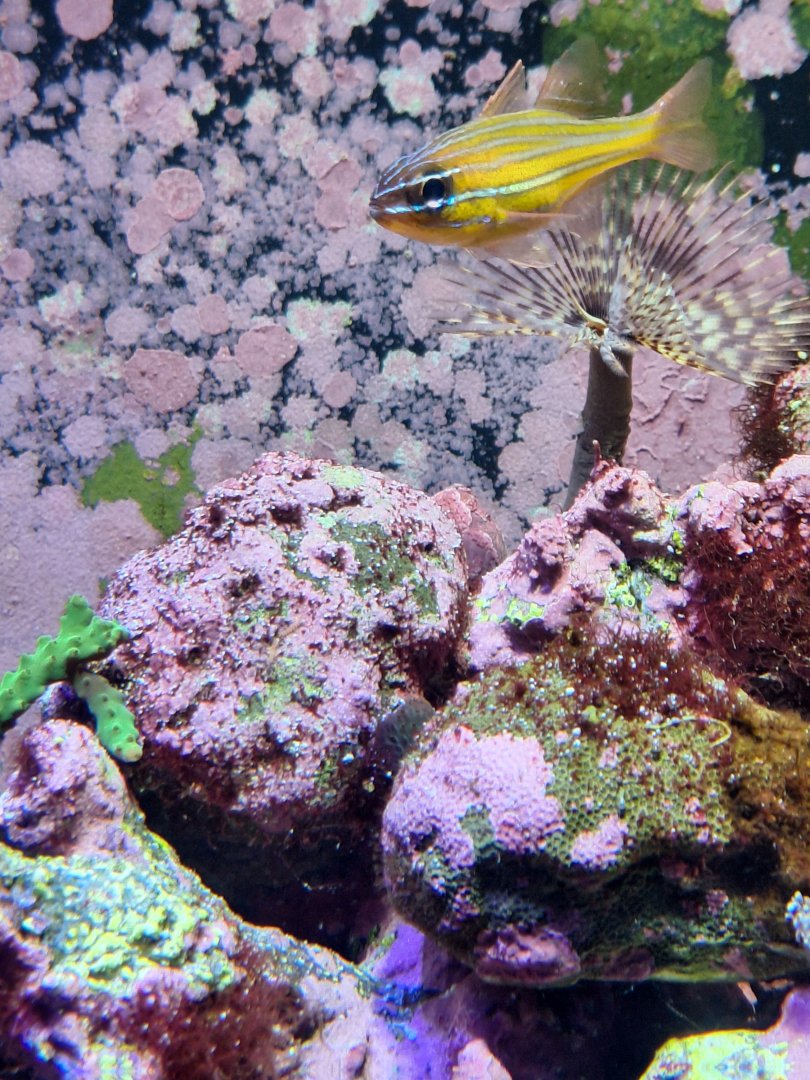 Southern orange-lined cardinal fish (Ostorhinchus properuptus)