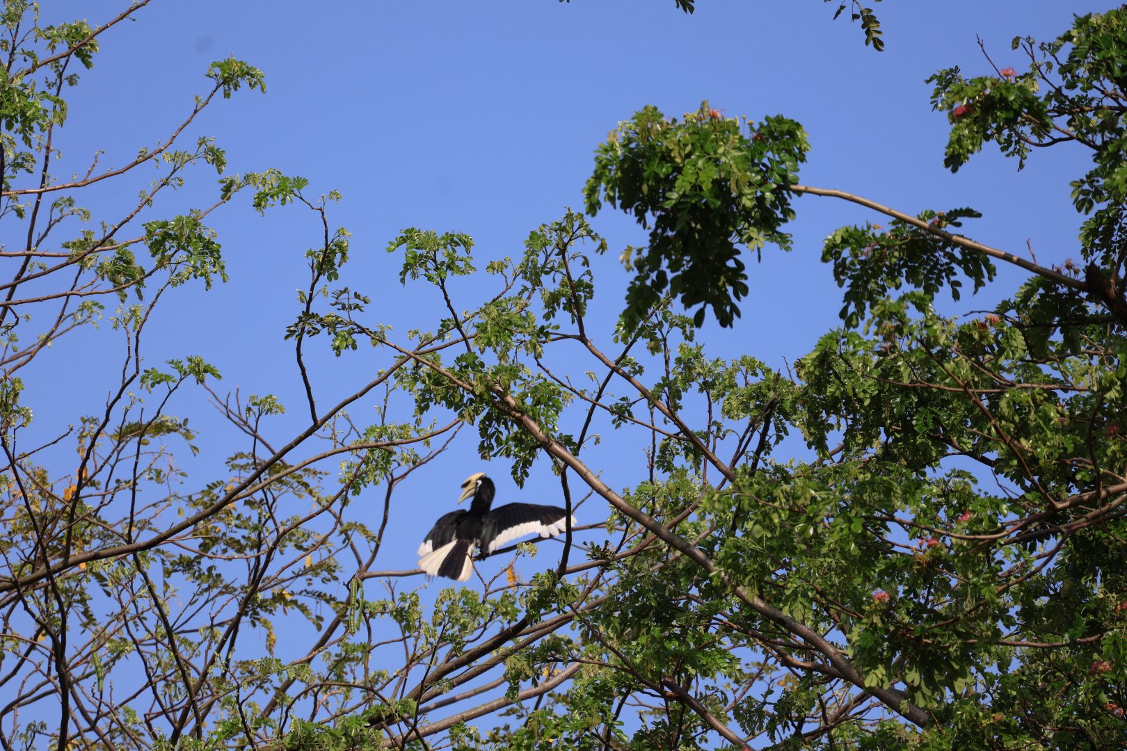 Southern Oriental Pied Hornbill (Anthracoceros albirostris convexus)