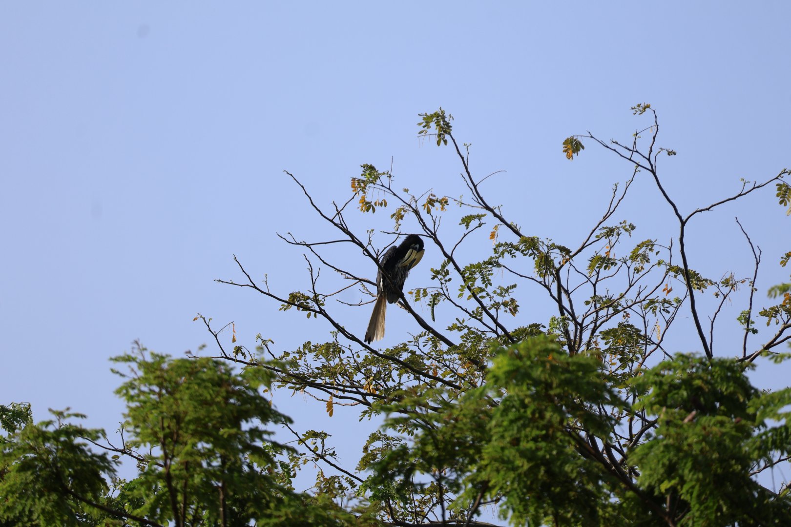 Southern Oriental Pied Hornbill (Anthracoceros albirostris convexus)