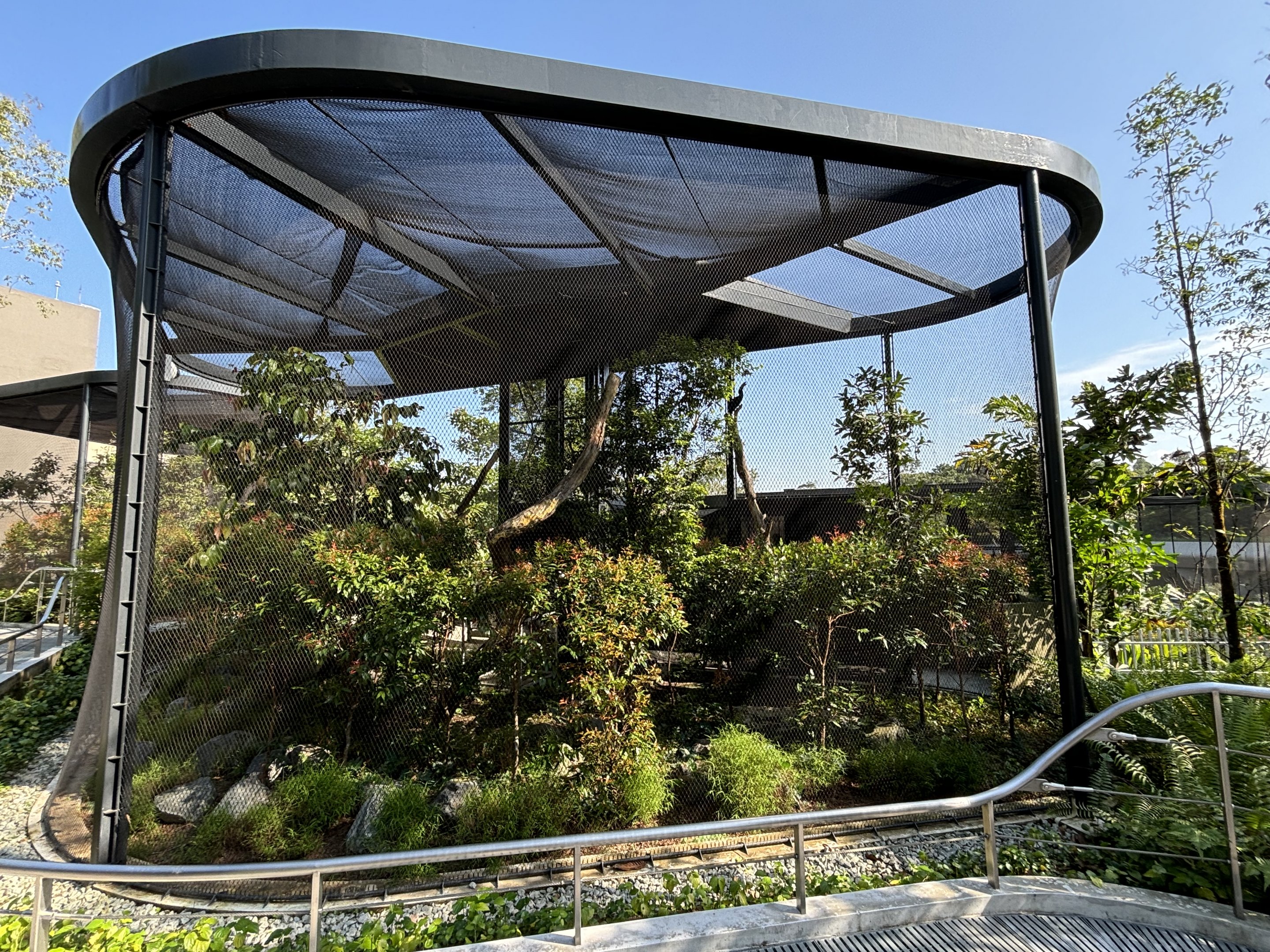 Southern Oriental Pied Hornbill