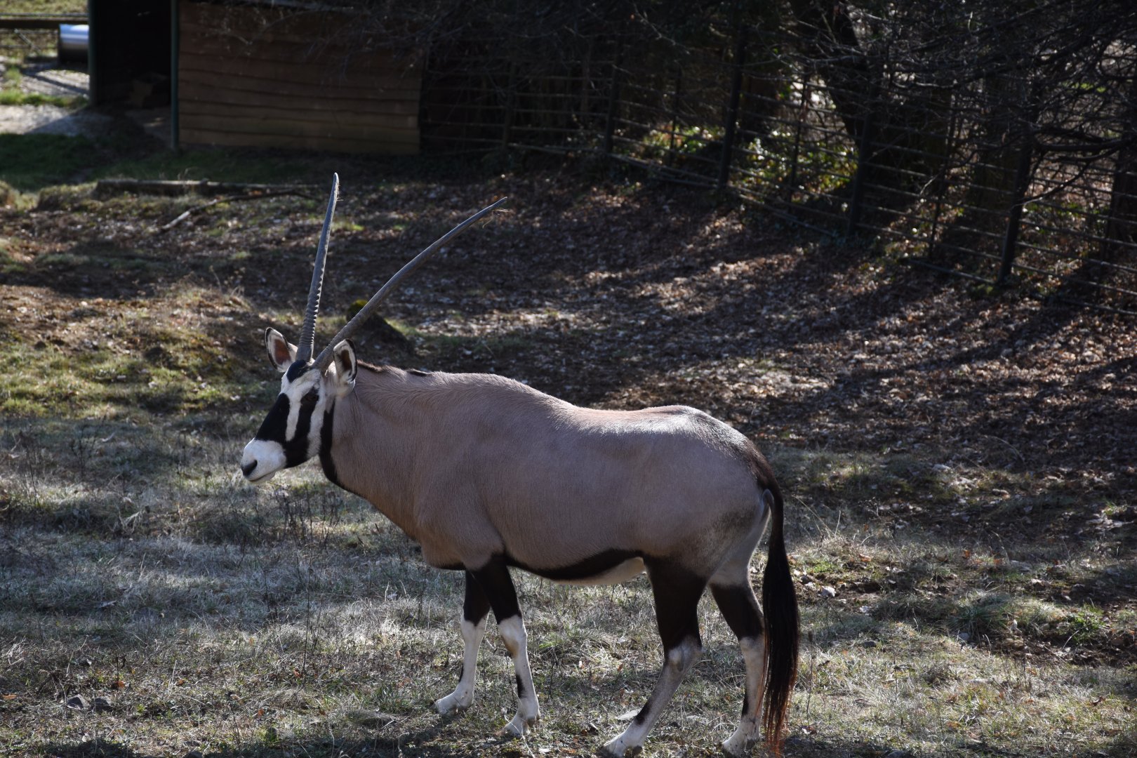 Southern oryx