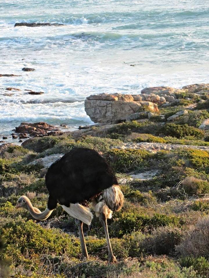 Southern Ostrich at the Most Southwesterly Point on the Continent