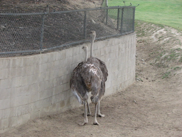 Southern ostrich