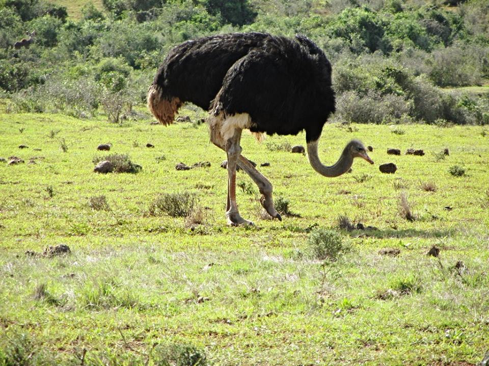 Southern Ostrich