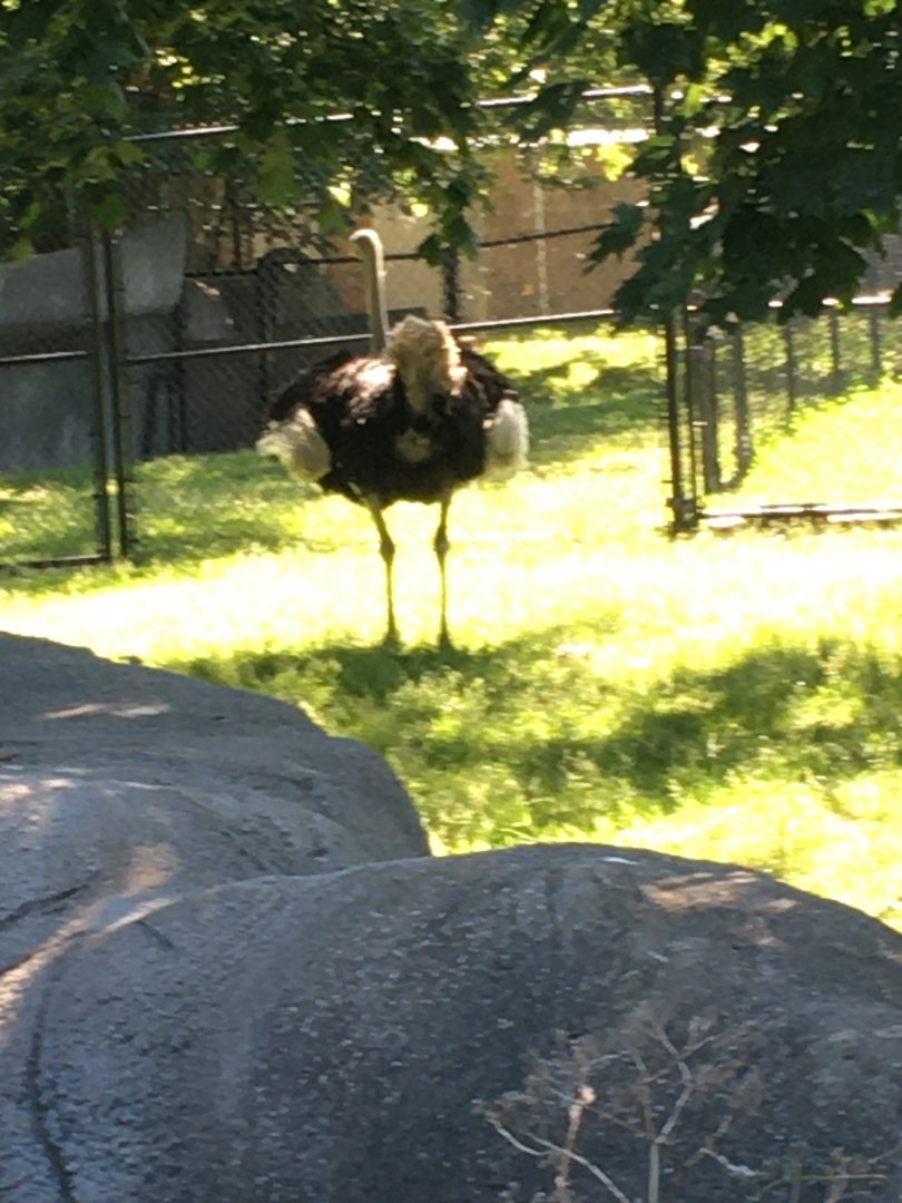 Southern Ostrich