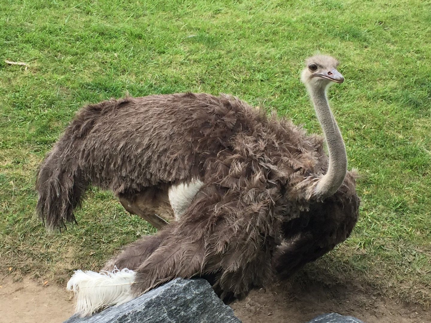 Southern Ostrich