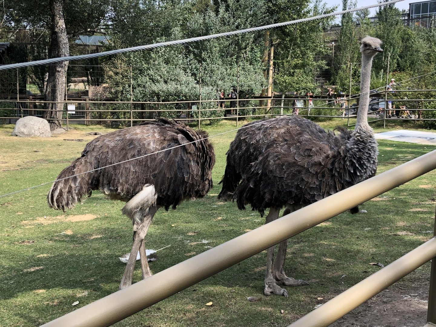 Southern Ostriches