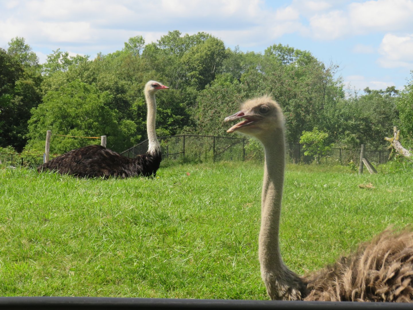Southern ostriches