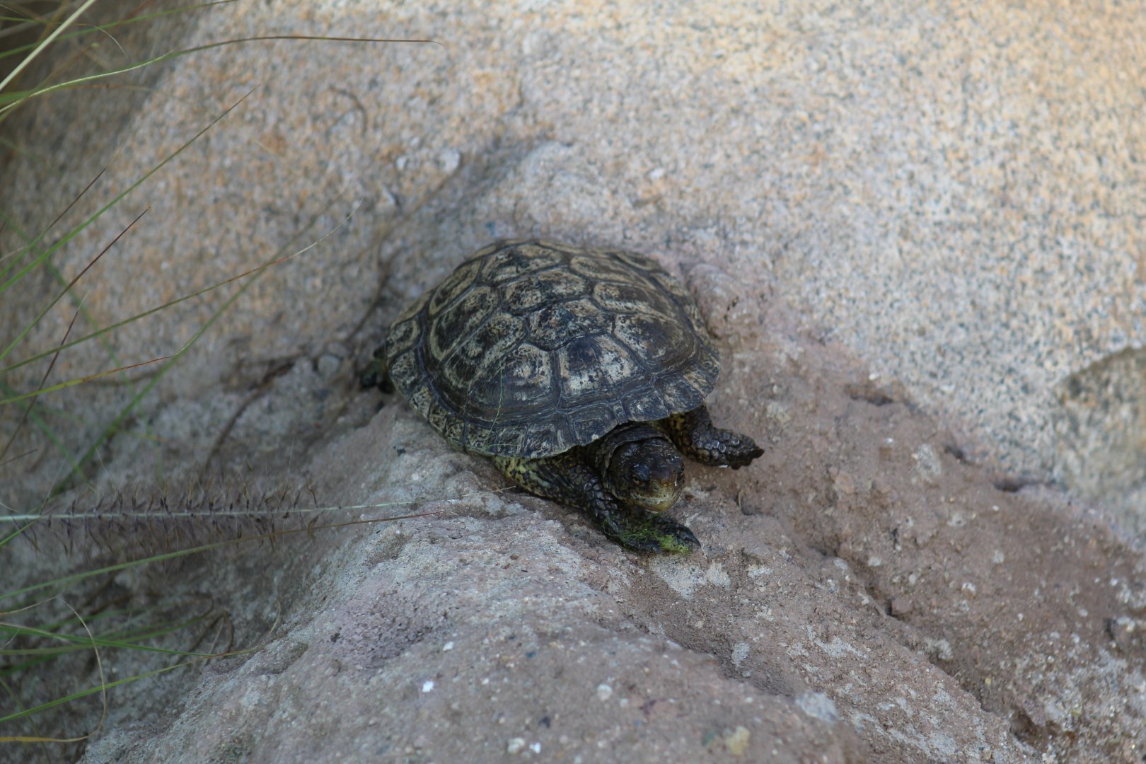 Southern Pacific Pond Turtle