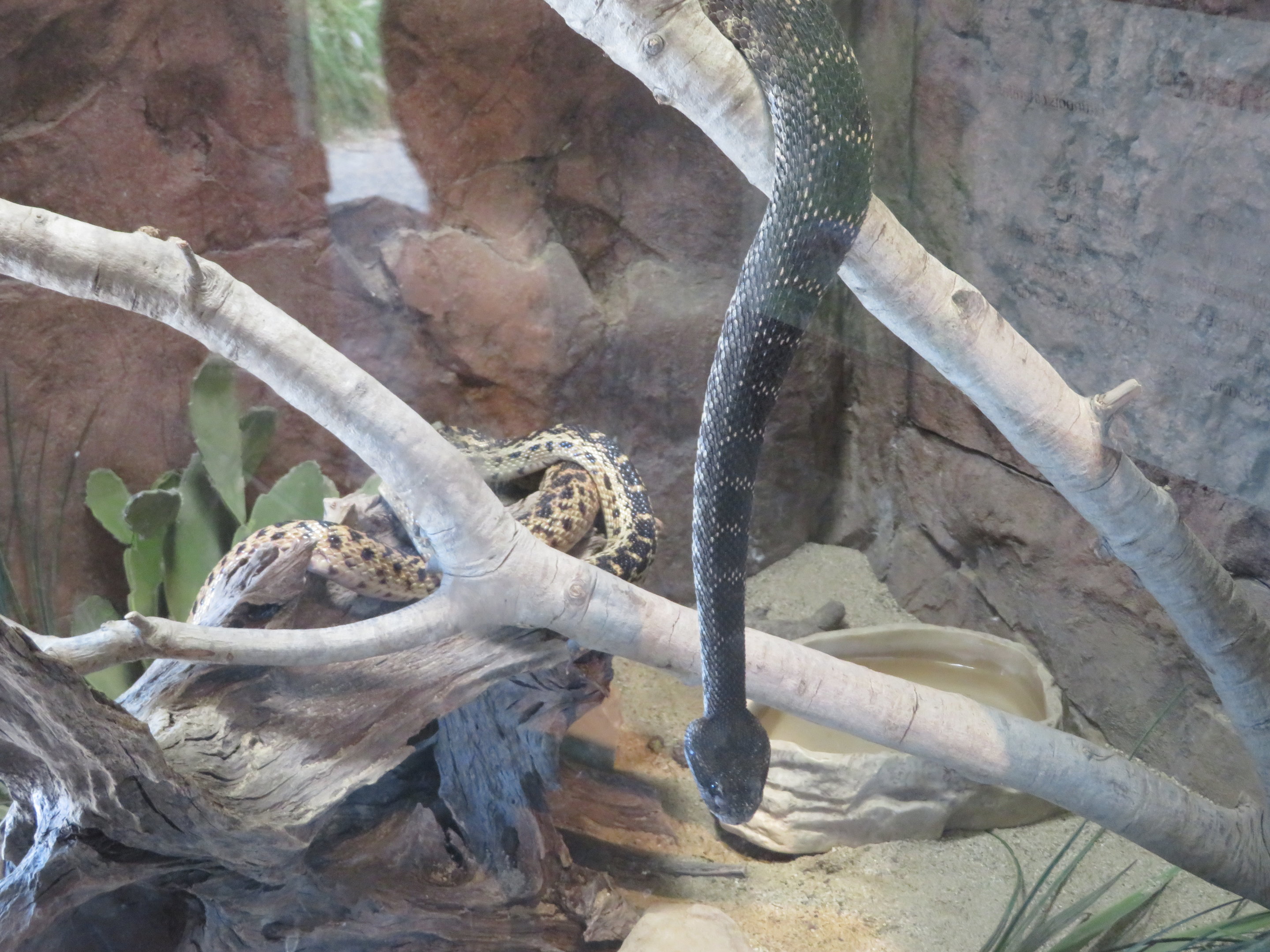 Southern Pacific Rattlesnake and Gopher Snake