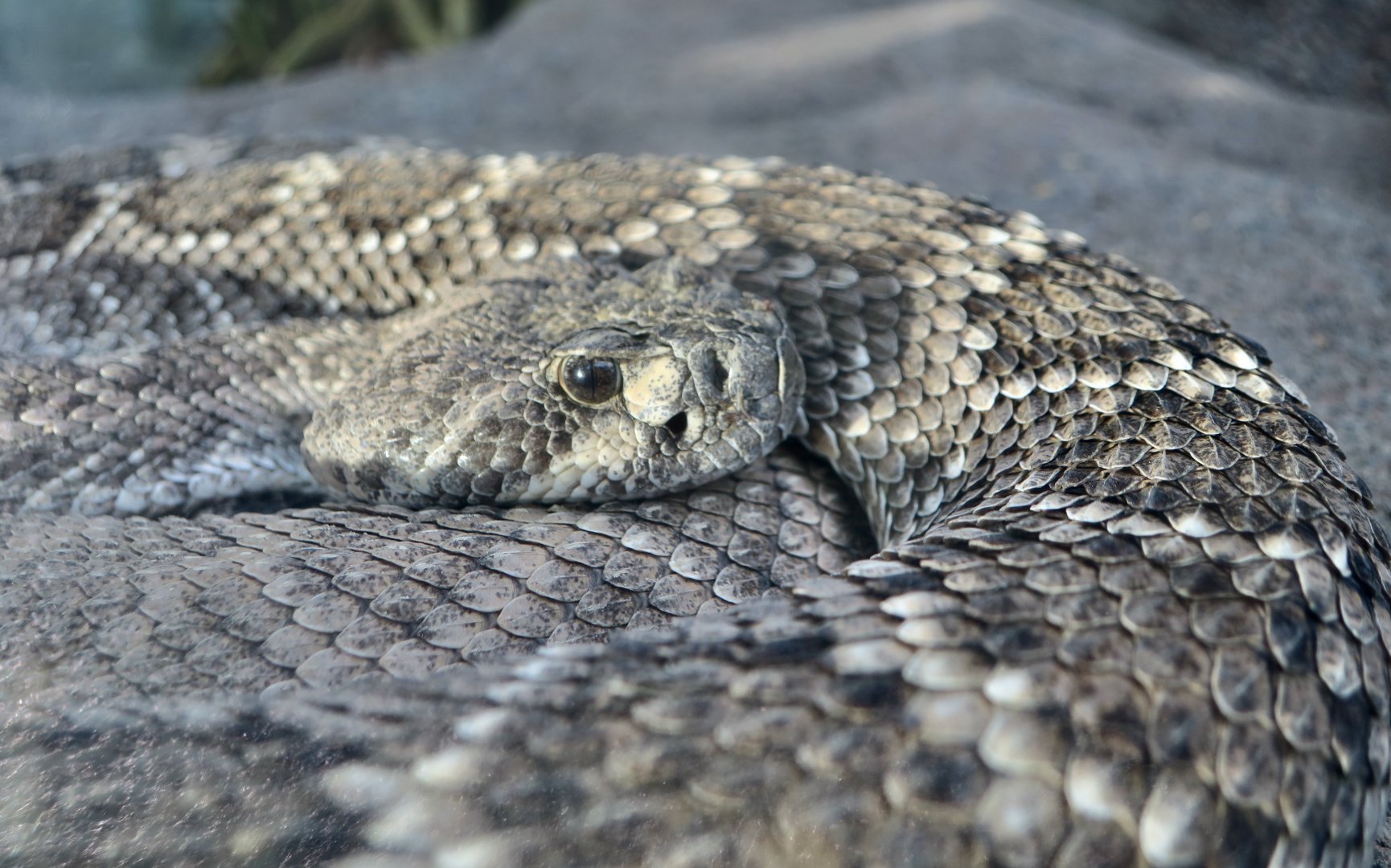 Southern Pacific Rattlesnake (Crotalus helleri)