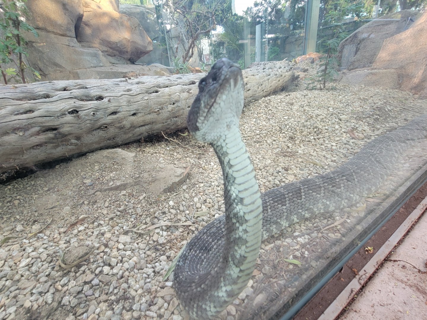 Southern Pacific Rattlesnake(Crotalus helleri)