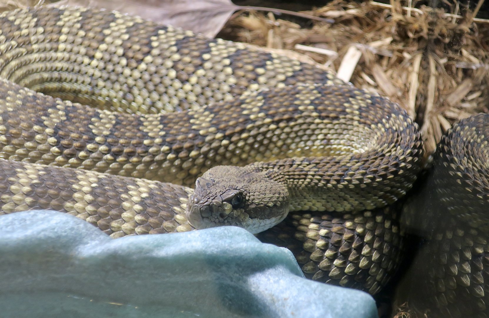 Southern Pacific Rattlesnake (Crotalus helleri)