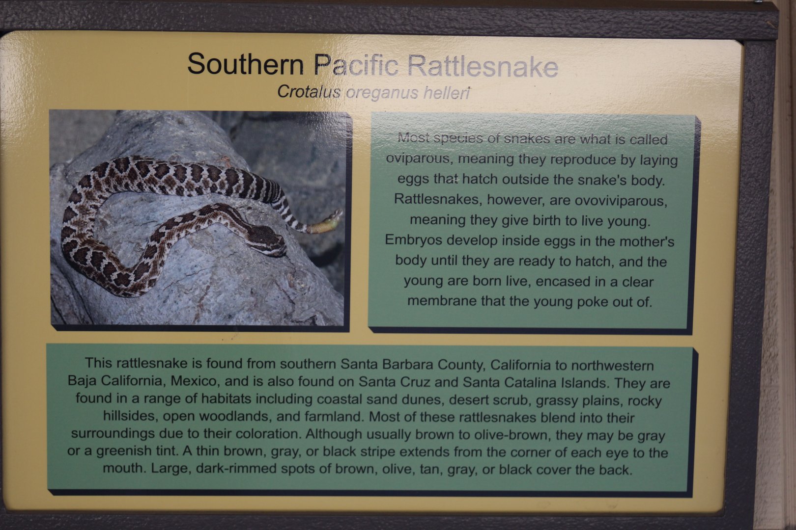 Southern Pacific Rattlesnake Signage