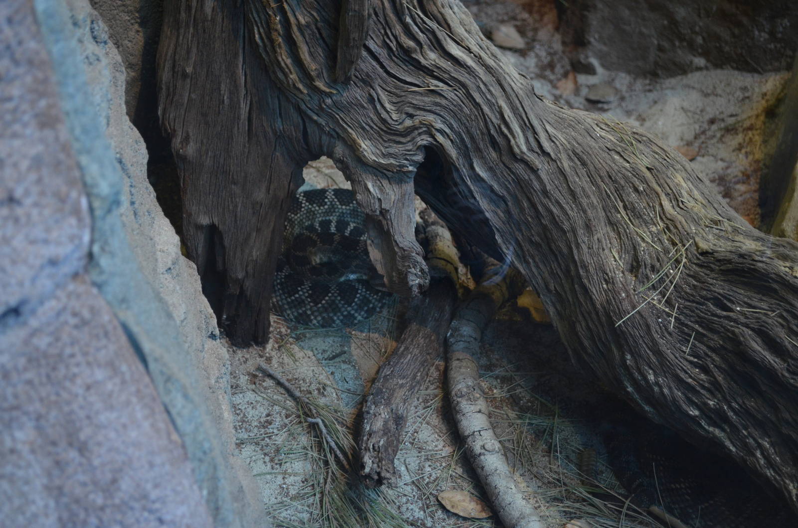 SOUTHERN PACIFIC RATTLESNAKE