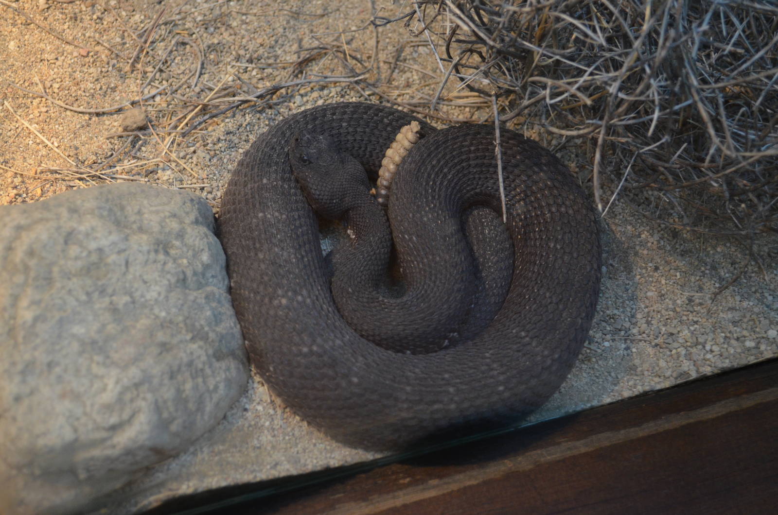 Southern Pacific Rattlesnake