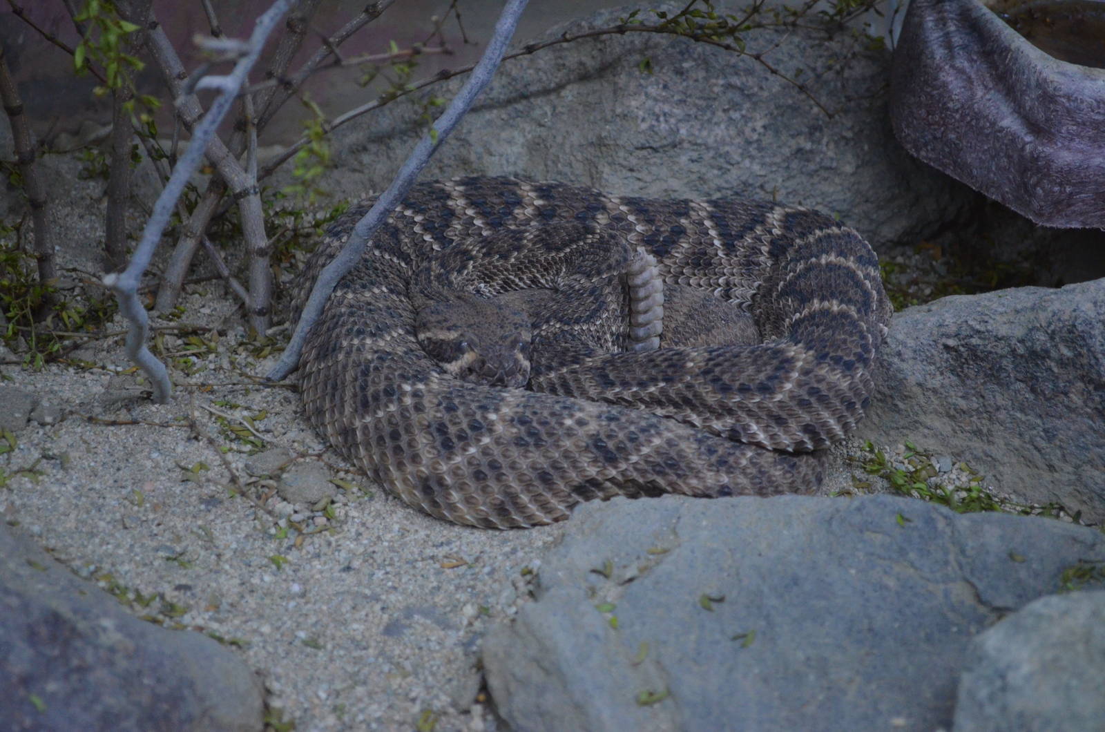 Southern Pacific Rattlesnake