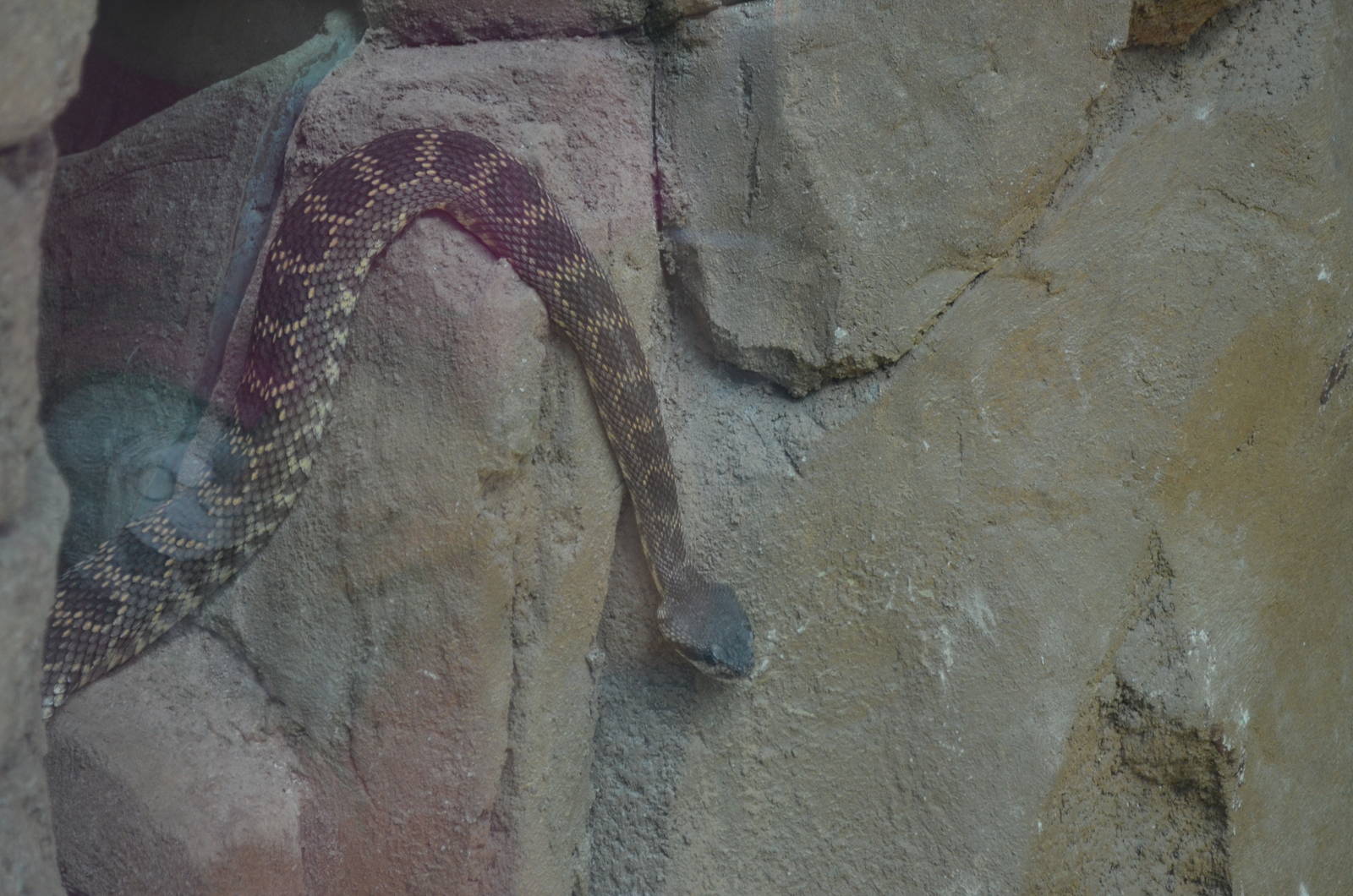 Southern Pacific Rattlesnake