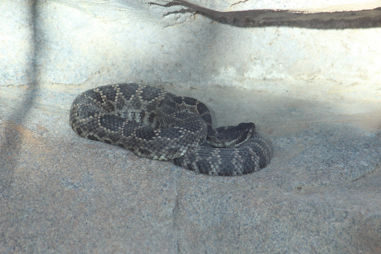 Southern Pacific Rattlesnake