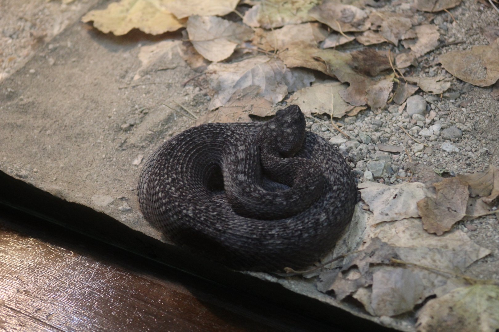 Southern Pacific Rattlesnake