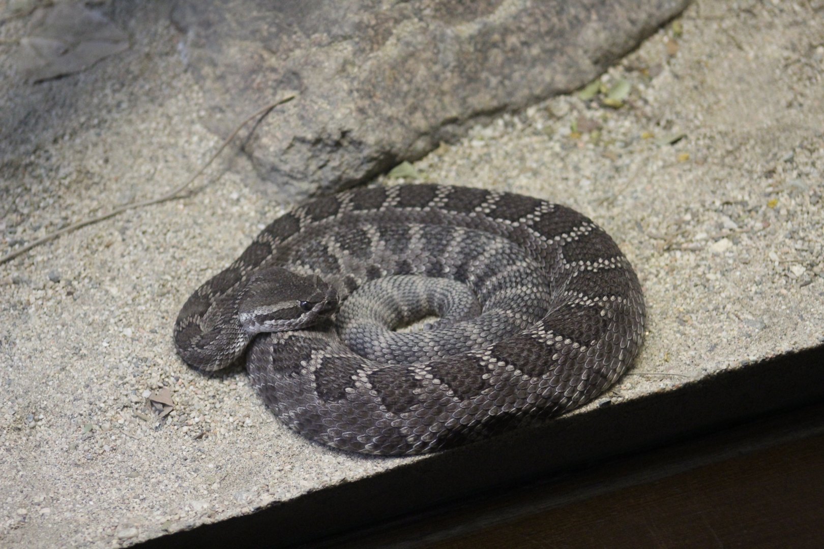 Southern Pacific Rattlesnake