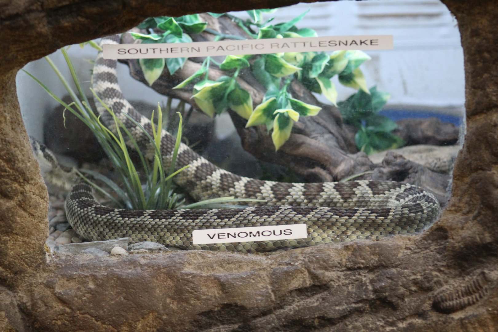 Southern Pacific Rattlesnake