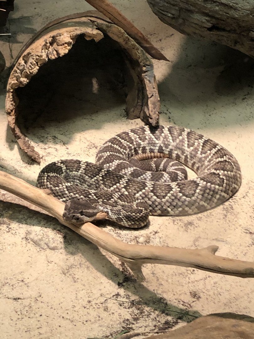 Southern Pacific Rattlesnake