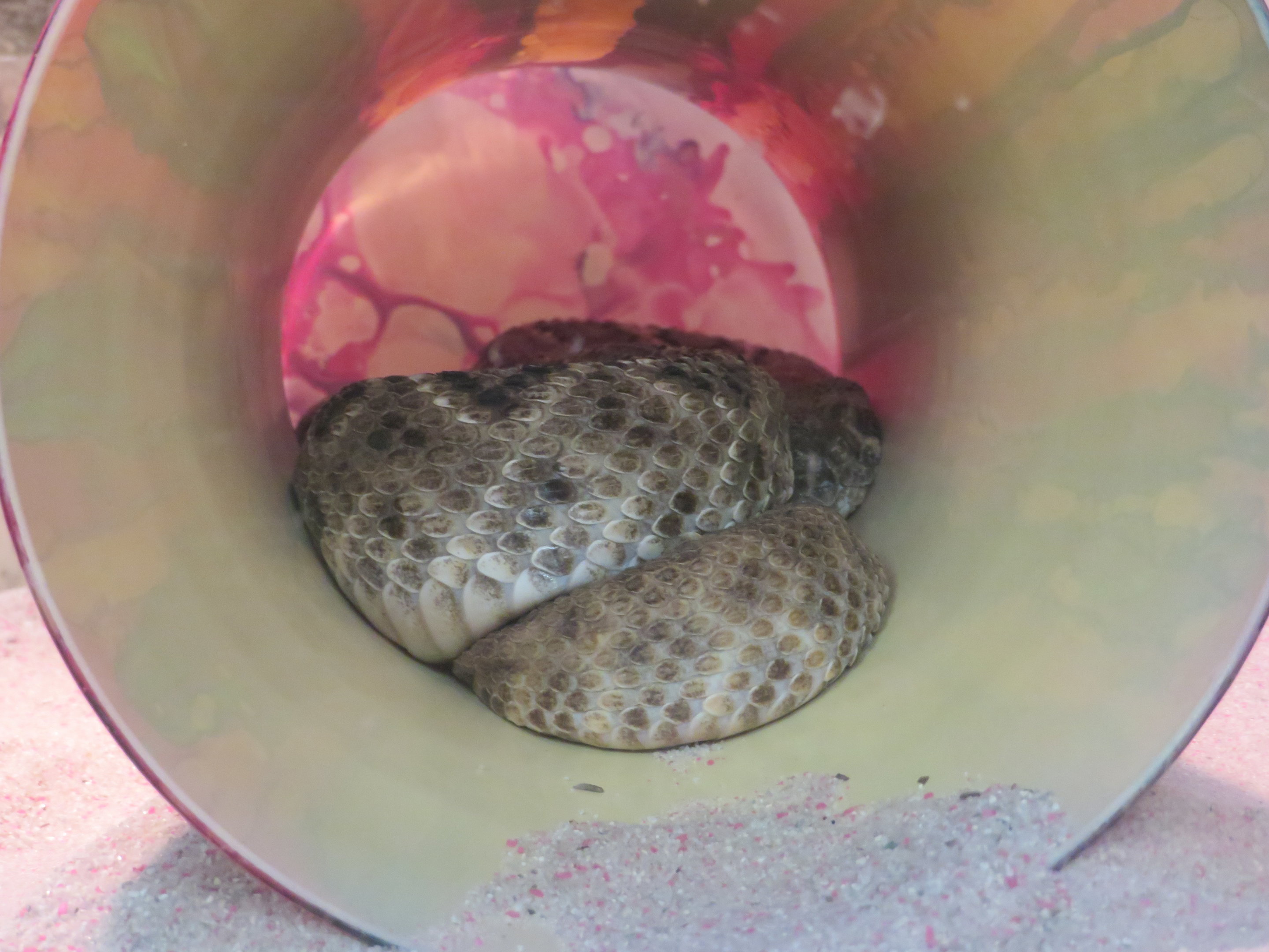 Southern Pacific Rattlesnake