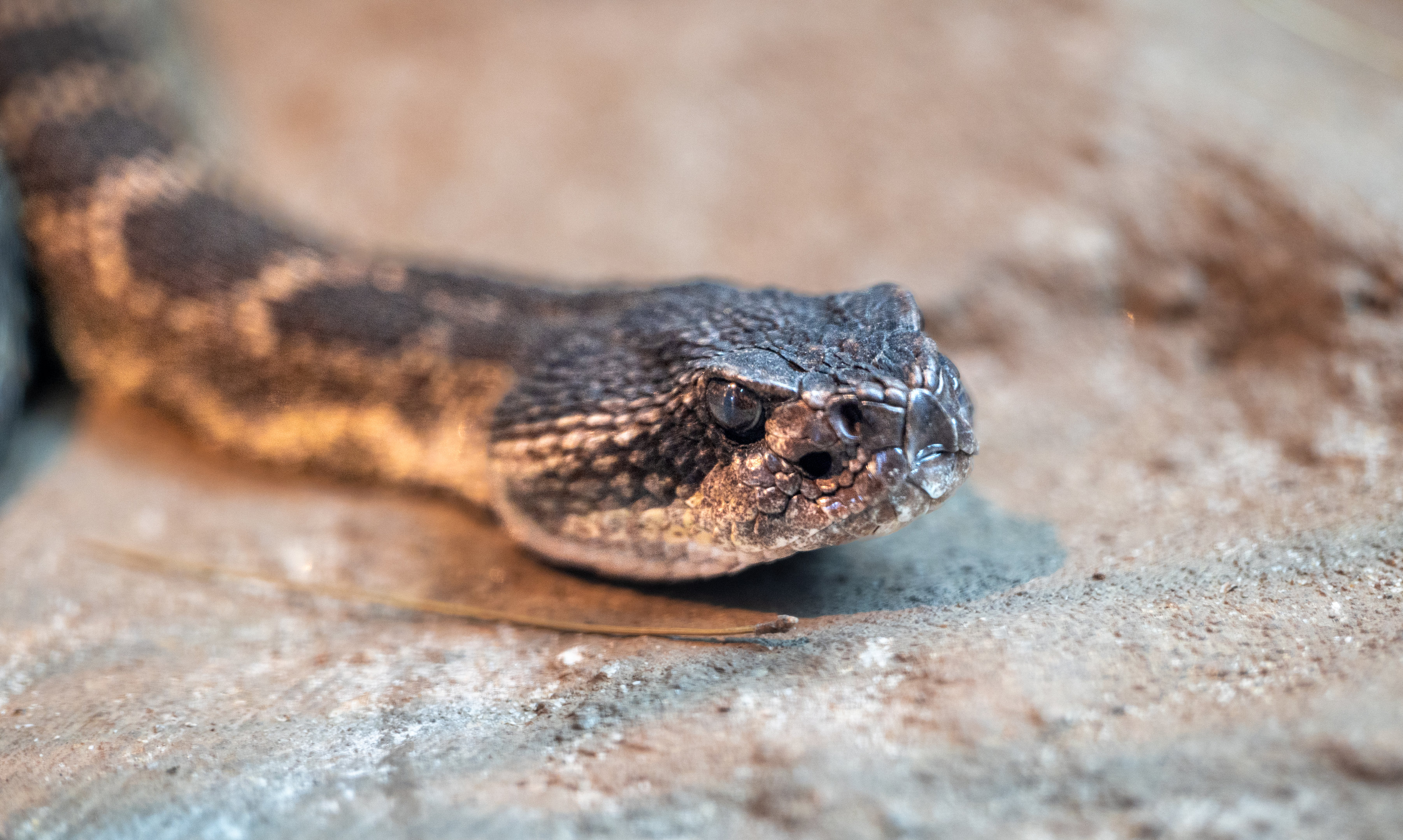 Southern Pacific Rattlesnake