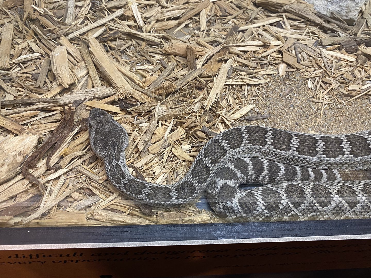 Southern Pacific Rattlesnake
