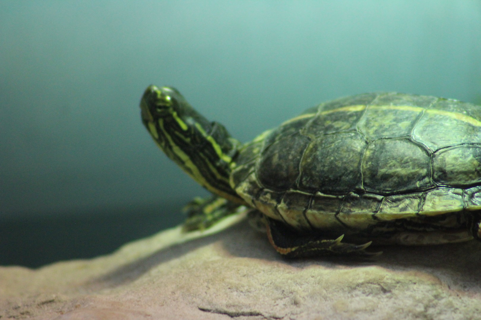 Southern painted turtle | August 19, 2023