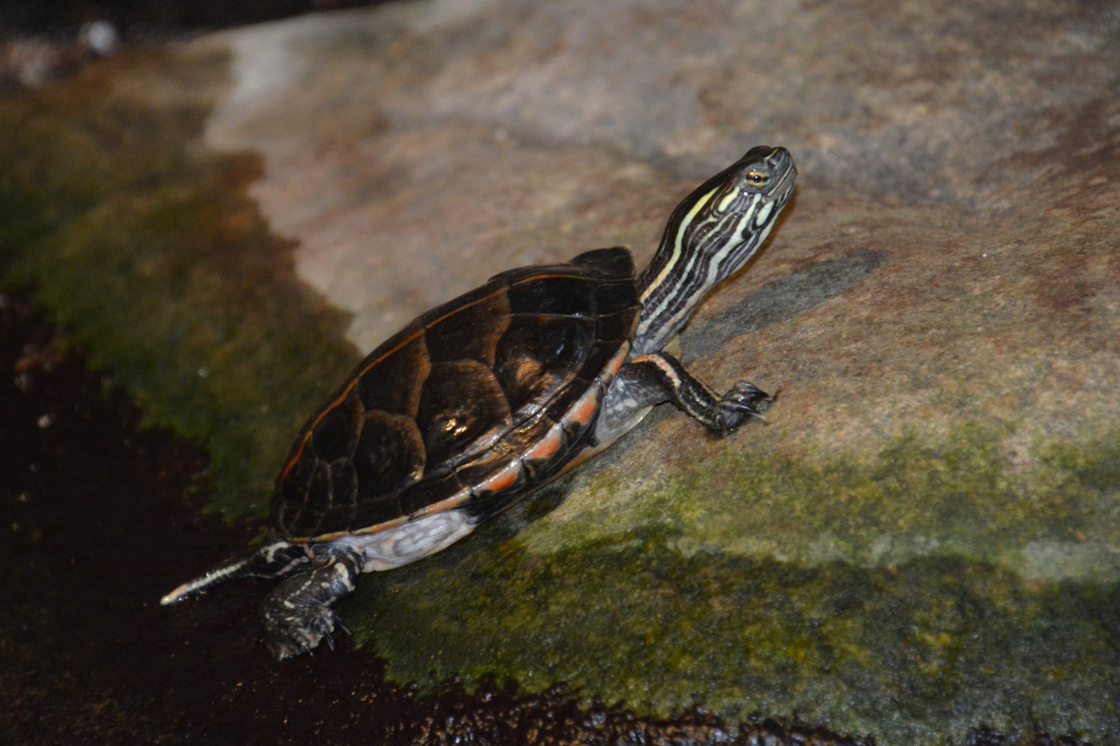 Southern painted turtle (Chrysemys dorsalis)