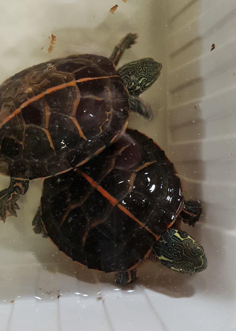 Southern painted turtles - Chrysemys dorsalis