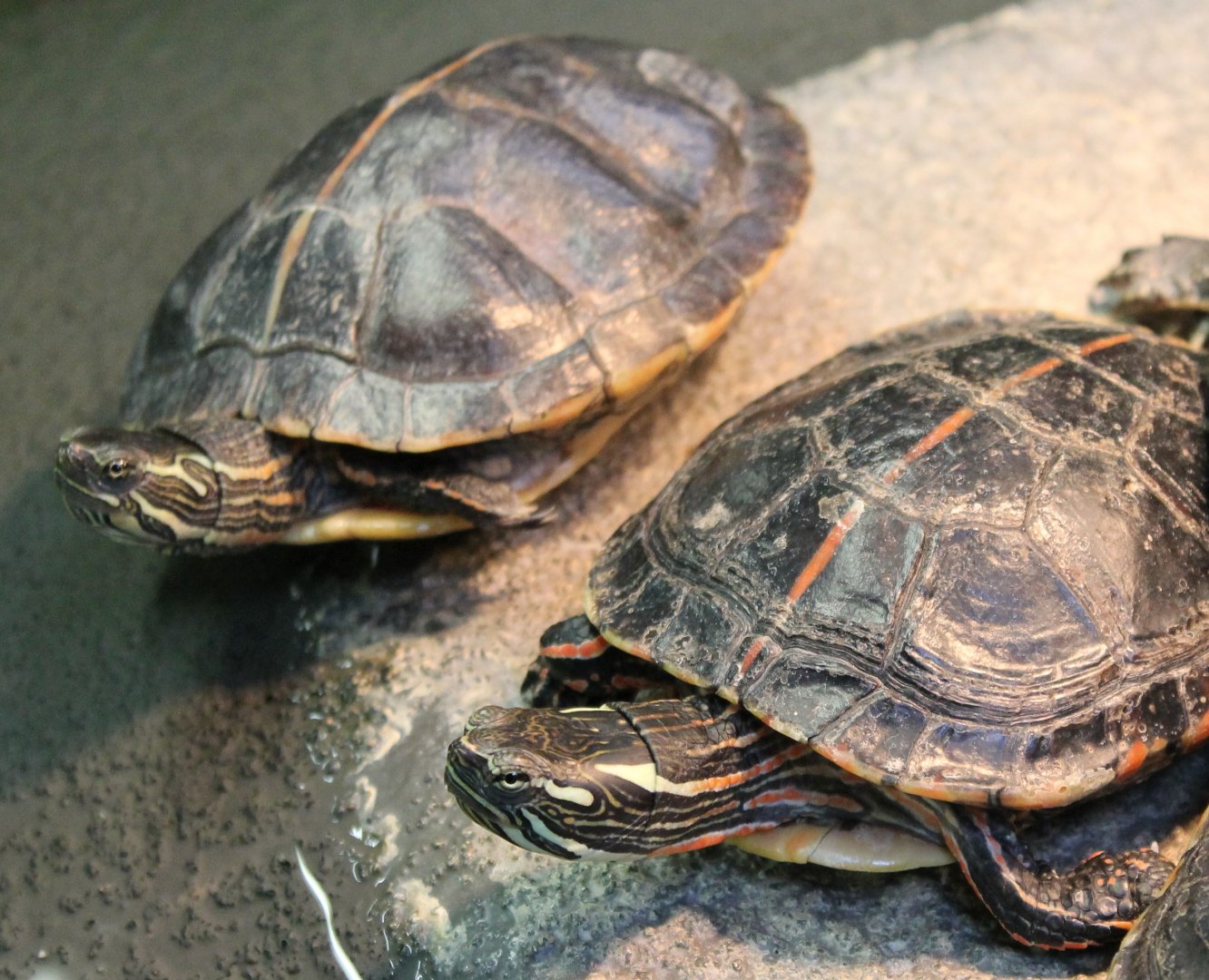 Southern Painted Turtles (?)