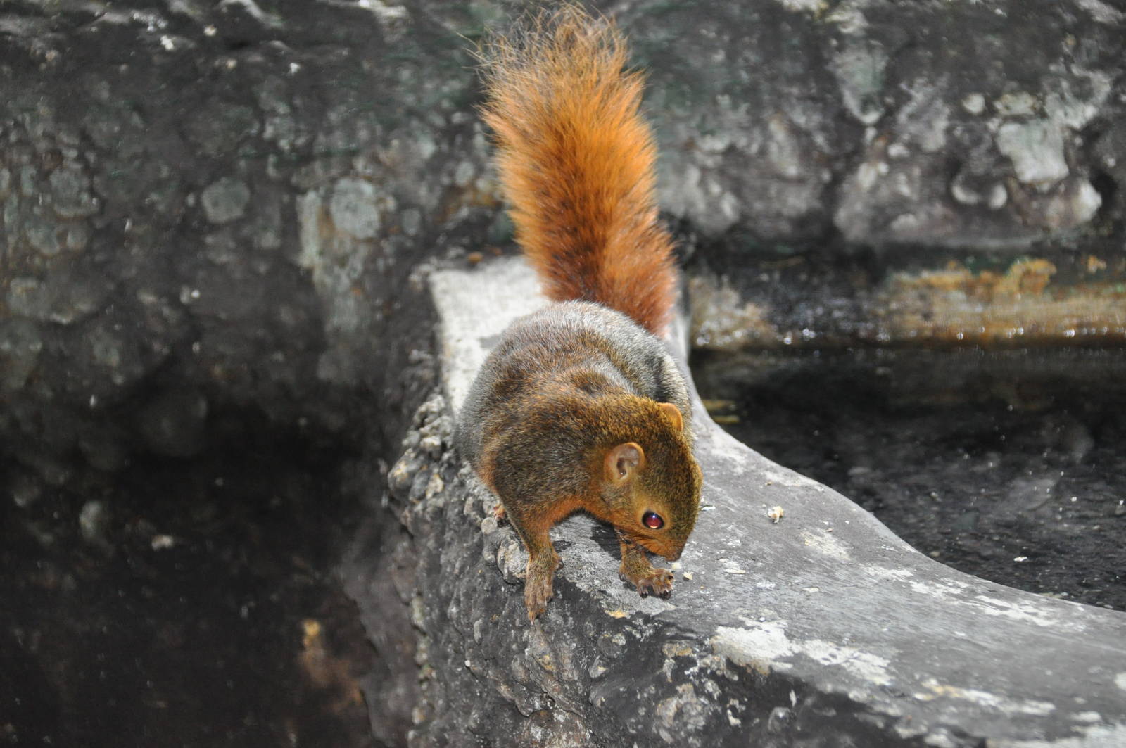 Southern Palawan tree squirrel/ Sundasciurus steerii