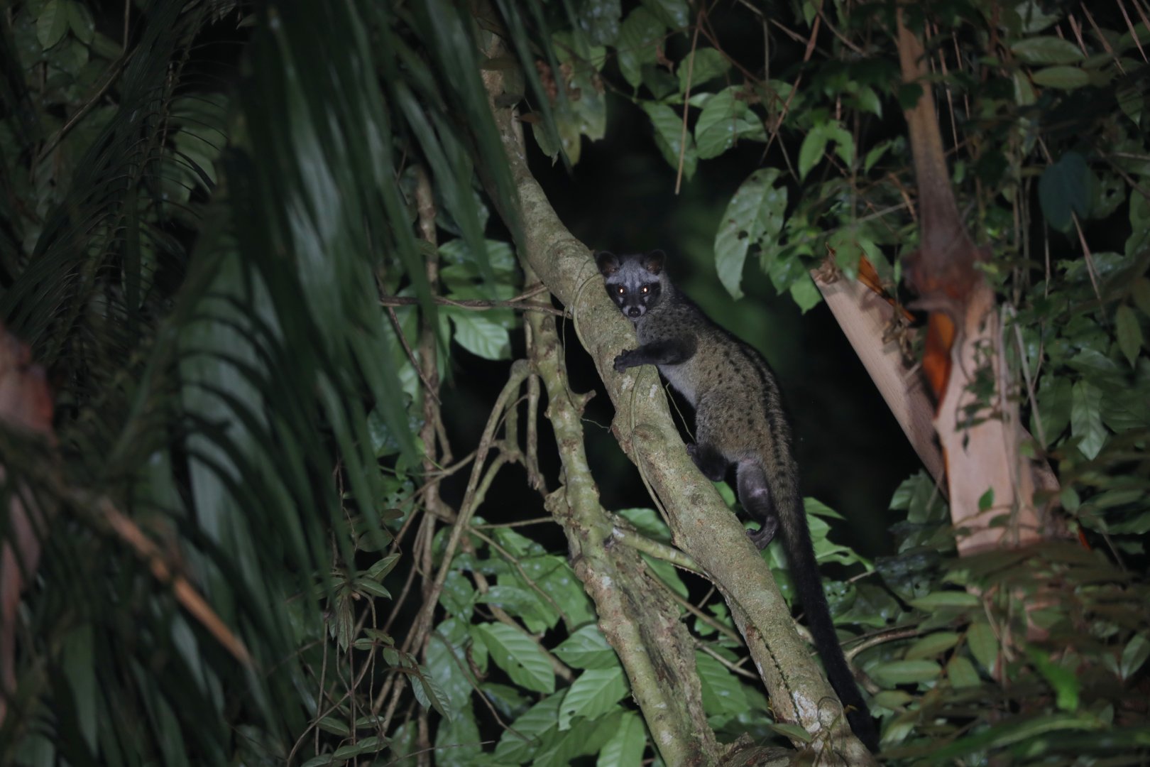 Southern Palm Civet (Paradoxurus musanga)