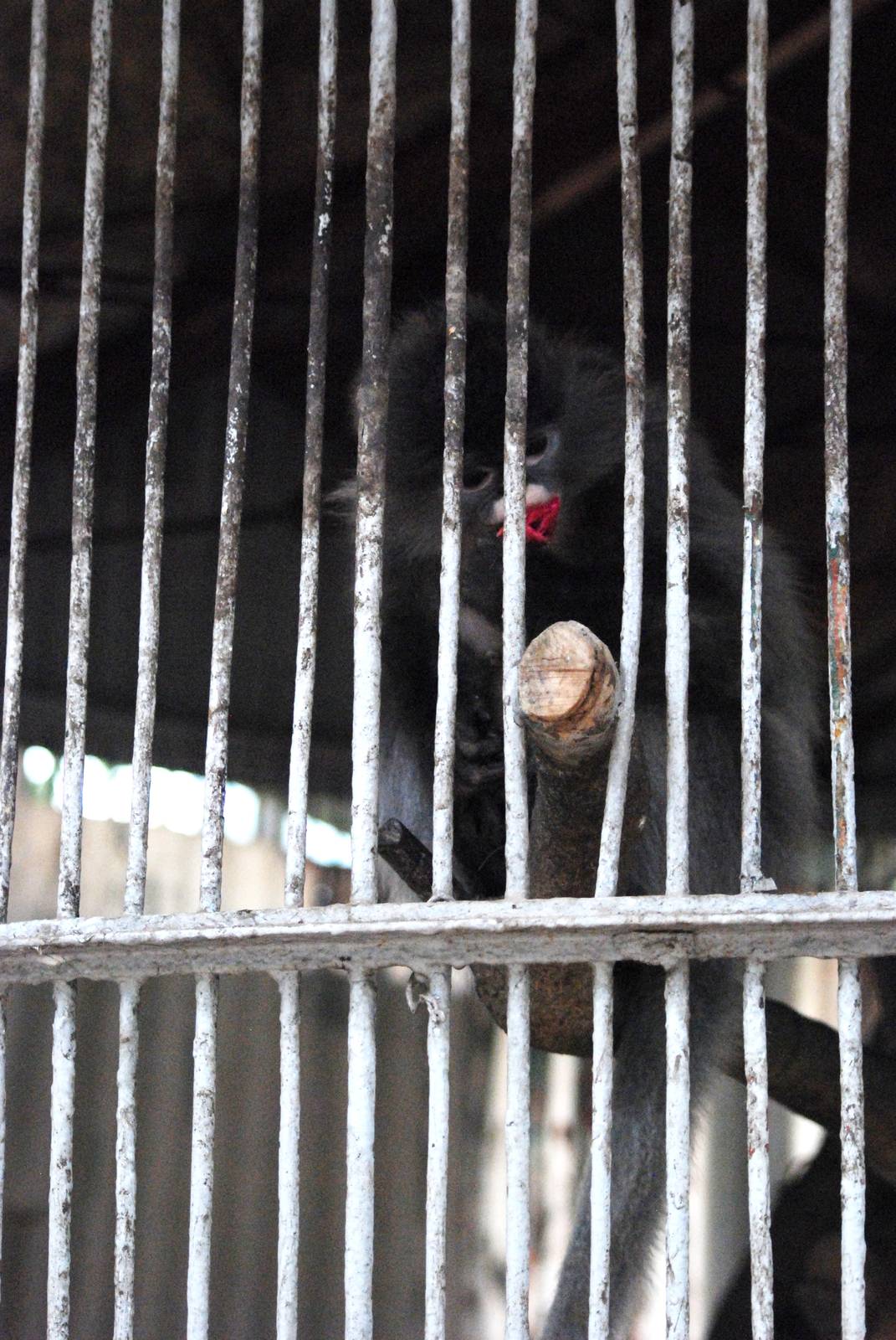 Southern Phayre's Langur at Hanoi Zoo, 15/03/12